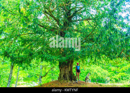 Frau und Eibe (Taxus Whipplei). Stockfoto