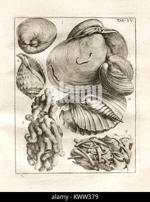 Eine wissenschaftliche Illustration aus dem 18. Jahrhundert, die fossile Meeresorganismen in Sedimentgesteinsschichten darstellt, aus einer naturgeschichtlichen Studie über versteinerte Meereskörper. Stockfoto