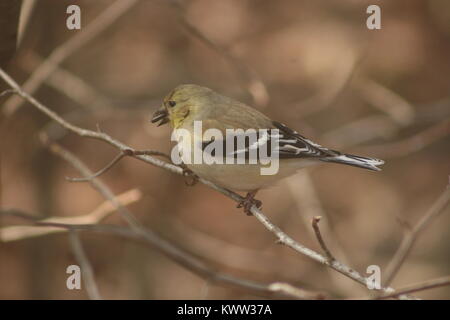 Winter American Goldfinch am Futterhaus an einem trüben Wintertag. Stockfoto