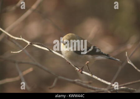 Winter American Goldfinch am Futterhaus an einem trüben Wintertag. Stockfoto