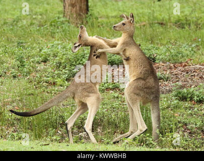 Ein paar Kängurus Sparring und Suchen wie Tanz Partner. Stockfoto