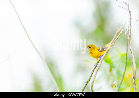 Eine junge Baltimore Oriole (Icterus galbula) mit gesprenkelten Federn auf dem Kopf, Sitzstangen auf einem Zweig mit Blick auf ein Feuchtgebiet in Culver, Indiana Stockfoto