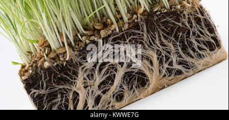 Grüne Pflanze Gras mit einem Stück des Bodens. Studie der Bodenmikroflora Stockfoto