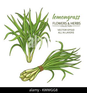 Zitronengras anlage Vector Illustration auf weißem Hintergrund Stock Vektor