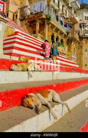 Varanasi, Uttar Pradesh, Indien, streunende Hunde, die auf einer Stufe schlafen Stockfoto