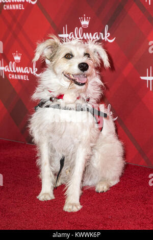 Die Hallmark Channel hatte eine spezielle VIP-Screening von "Weihnachten im Holly Lodge' an der Waldung in Los Angeles mit: Glücklich der Hund Wo: Los Angeles, Kalifornien, Vereinigte Staaten, wenn: 04 Dez 2017 Credit: Sheri Determan/WENN.com Stockfoto