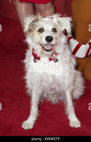 Die Hallmark Channel hatte eine spezielle VIP-Screening von "Weihnachten im Holly Lodge' an der Waldung in Los Angeles mit: Glücklich der Hund Wo: Los Angeles, Kalifornien, Vereinigte Staaten, wenn: 04 Dez 2017 Credit: Sheri Determan/WENN.com Stockfoto