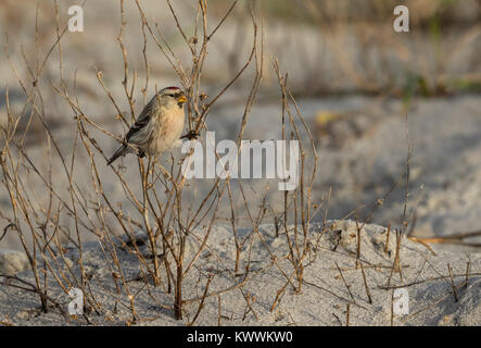 Hoary Redpoll (Acanthis hornemanni exilipes) männliche Fütterung auf Saatgut Stockfoto