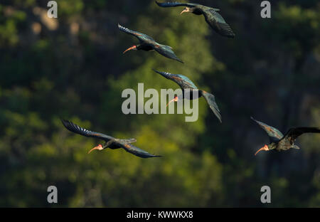 Südliche kahlen Ibisse (Geronticus Calvus), vier Erwachsene und ein Kind im Flug Stockfoto