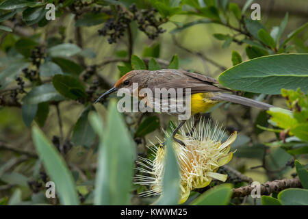 Gurneys Sugarbird (Promerops Gurneyi), männlich im Protea Blume Stockfoto