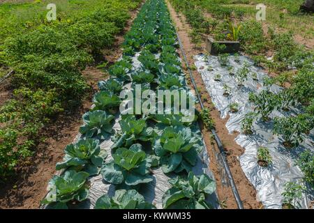 Landwirtschaft in Ghana, irrgated Pfeffer und Kohl Bereichen Landwirt Gideon Agbodzi, Volta Region, Anloga Stockfoto