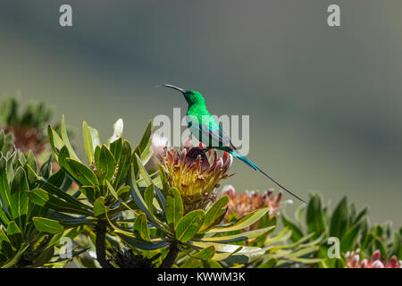 Malachite Sunbird (Nectarinia famosa) männlich im Protea Blume Stockfoto