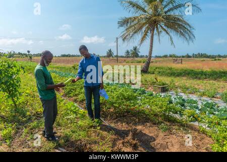 Landwirtschaft in Ghana, irrgated Bereichen Landwirt Gideon Agbodzi (l) mit ebener Korateng der GIZ Ghana (r) etwas Obst, Anloga, Volta Region, Ghana, Afric Stockfoto