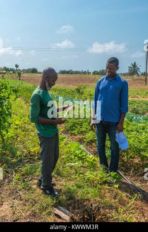 Landwirtschaft in Ghana, irrgated Bereichen Landwirt Gideon Agbodzi (l) mit ebener Korateng der GIZ Ghana (r) etwas Obst, Anloga, Volta Region, Ghana, Afric Stockfoto