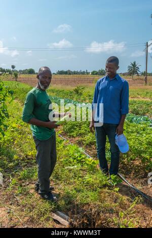 Landwirtschaft in Ghana, irrgated Bereichen Landwirt Gideon Agbodzi (l) mit ebener Korateng der GIZ Ghana (r) etwas Obst, Anloga, Volta Region, Ghana, Afric Stockfoto