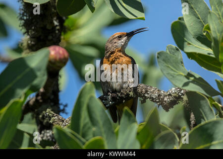 Gurneys Sugarbird (Promerops Gurneyi), männlicher Gesang Stockfoto