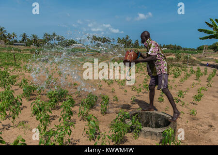 Bewässerung von Feldern die alte Weise, nach oben ziehen, um Wasser aus dem Brunnen, Bewässerung der Felder in der Nähe von Eimern voll Wasser, Anloga, Volta Region, Ghana, Afri Stockfoto