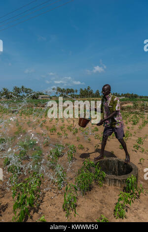 Bewässerung von Feldern die alte Weise, nach oben ziehen, um Wasser aus dem Brunnen, Bewässerung der Felder in der Nähe von Eimern voll Wasser, Anloga, Volta Region, Ghana, Afri Stockfoto