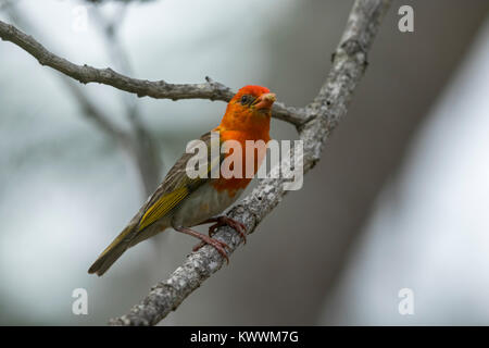 Red-headed Weaver (Anaplectes melanotis rubriceps) (Anaplectes), männlich, Stockfoto