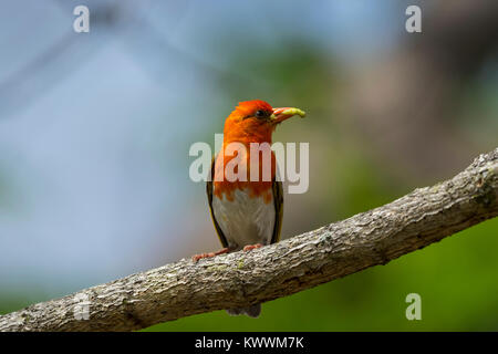 Red-headed Weaver (Anaplectes melanotis rubriceps) (Anaplectes), männlich, Stockfoto