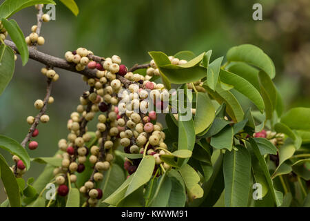 Früchte der Rote Endivie Feigen (Ficus ingens) Stockfoto