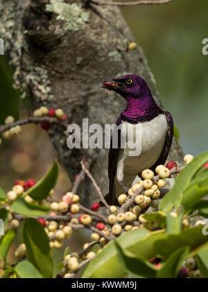 Violett-backed Starling (Cinnyricinclus leucogaster ssp. Verreauxi), männlich Essen Bild, Sturnidae Stockfoto