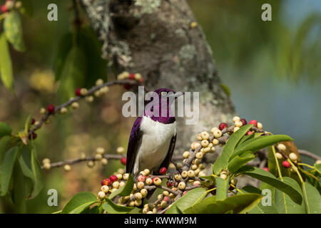 Violett-backed Starling (Cinnyricinclus leucogaster ssp. Verreauxi), männlich Essen Bild, Sturnidae Stockfoto