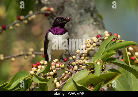 Violett-backed Starling (Cinnyricinclus leucogaster ssp. Verreauxi), männlich Essen Bild, Sturnidae Stockfoto