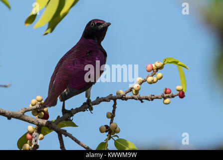 Violett-backed Starling (Cinnyricinclus leucogaster ssp. Verreauxi), männlich Essen Bild, Sturnidae Stockfoto