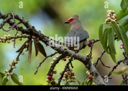 Red-faced Mousebird (Urocolius indicus) essen Feigen Stockfoto