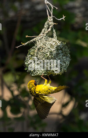 Village Weaver (Ploceus cucullatus spilonotus), männlich am Nest, Anzeigen Stockfoto