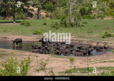 Wasserloch gefüllt mit afrikanischer Büffel (Syncerus caffer Caffer) und weißen Nashörner (Rhinocerotidae)), Stockfoto