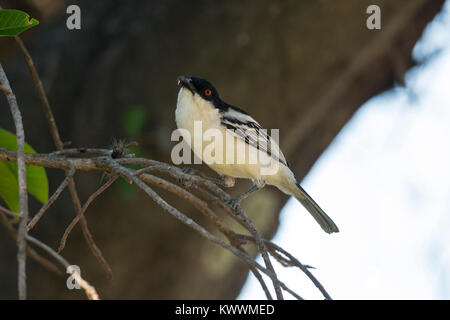 Black-backed Puffback (Dryoscopus cubla), männlich, Stockfoto