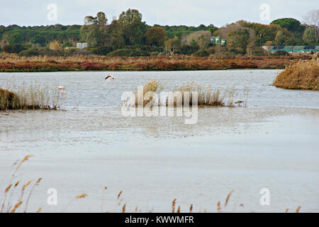 Flamingos in WWF Naturpark von Orbetello, Lagune, Toskana, Italien Stockfoto