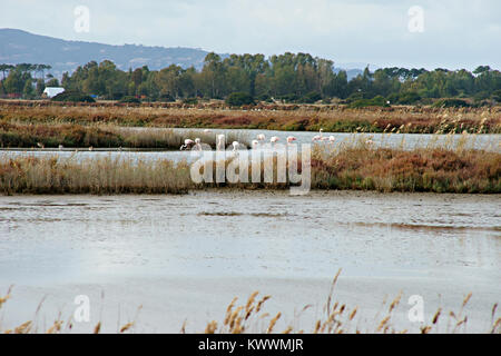 Flamingos in WWF Naturpark von Orbetello, Lagune, Toskana, Italien Stockfoto