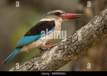 Nach Braun - hooded Kingfisher (Halcyon albiventris ssp. albiventris) Stockfoto