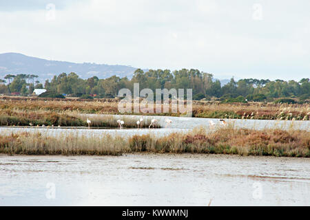 Flamingos in WWF Naturpark von Orbetello, Lagune, Toskana, Italien Stockfoto