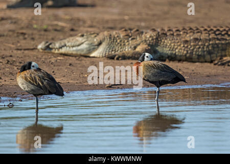 Zwei White-faced Whistling Ducks (Dendrocygna viduata) im Sonnenuntergang Dam, Lower Sabie und Nil Krokodil Stockfoto