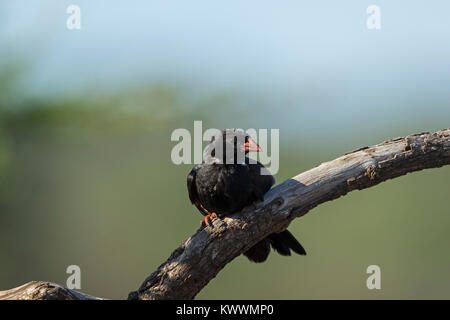 Red-billed Buffalo Weaver (Bubalornis Niger Niger), männlichen auf einem Ast sitzend Stockfoto