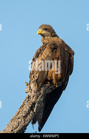 Yellow-billed Kite (Milvus aegyptius ssp. parasitus) auf einem Ast sitzend Stockfoto