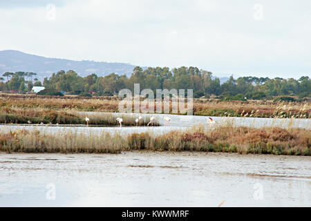 Flamingos in WWF Naturpark von Orbetello, Lagune, Toskana, Italien Stockfoto