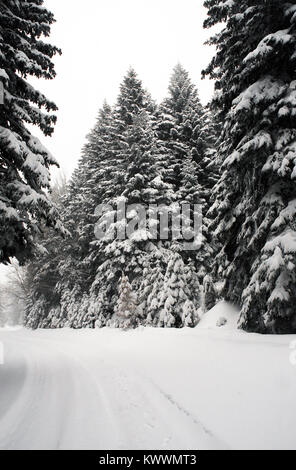 Winter in Aladag plateau Bolu Provinz der Türkei. Stockfoto