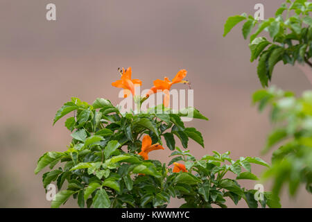 Kap Geißblatt (Tecoma capensis), Bignoniaceae Stockfoto