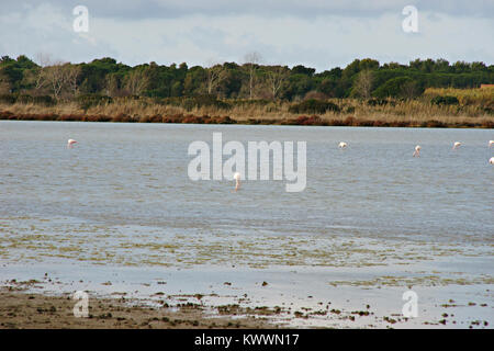 Flamingos in WWF Naturpark von Orbetello, Lagune, Toskana, Italien Stockfoto