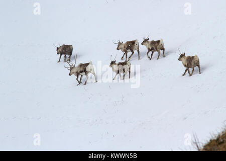 Herde von Reindeerwalking entlang der Hang eines Snow-Hügel in einem Wintertag abgedeckt Stockfoto