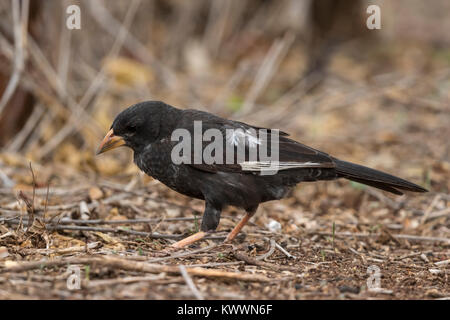 Juvenile Red-billed Buffalo Weaver (Bubalornis Niger Niger) Stockfoto