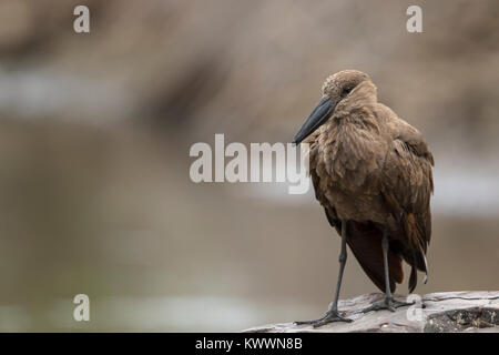 Hamerkop (Scopus umbretta) steht auf einem Felsen Stockfoto