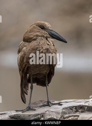 Hamerkop (Scopus umbretta) steht auf einem Felsen Stockfoto