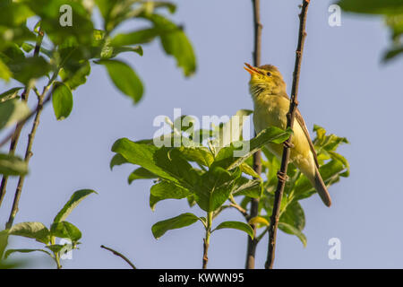 Eine melodiöse Warbler ist sittiing auf einem Zweig Stockfoto
