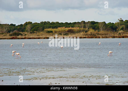 Flamingos in WWF Naturpark von Orbetello, Lagune, Toskana, Italien Stockfoto